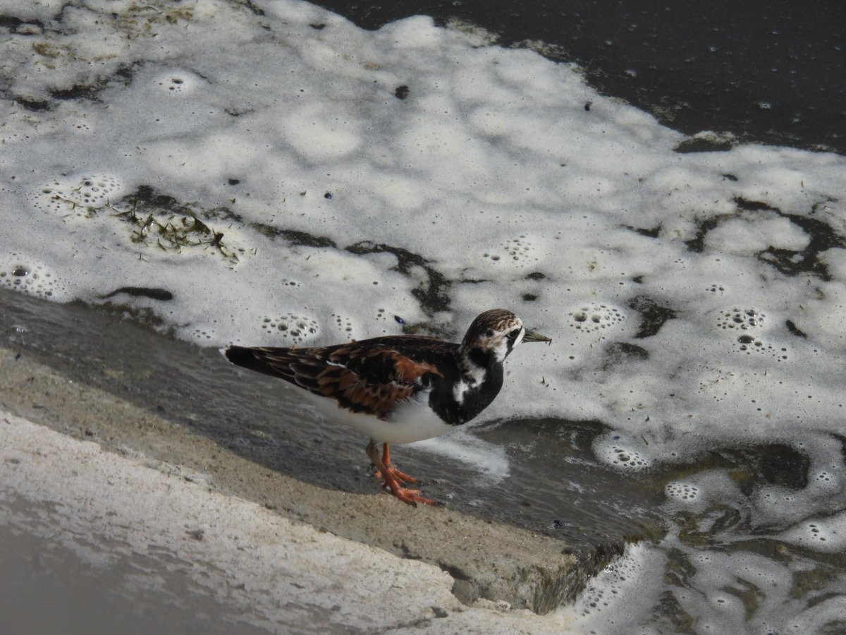 julianallen2009's tweet image. @ Blithfield Resr Turnstone on the causeway @Staffsbirdnews