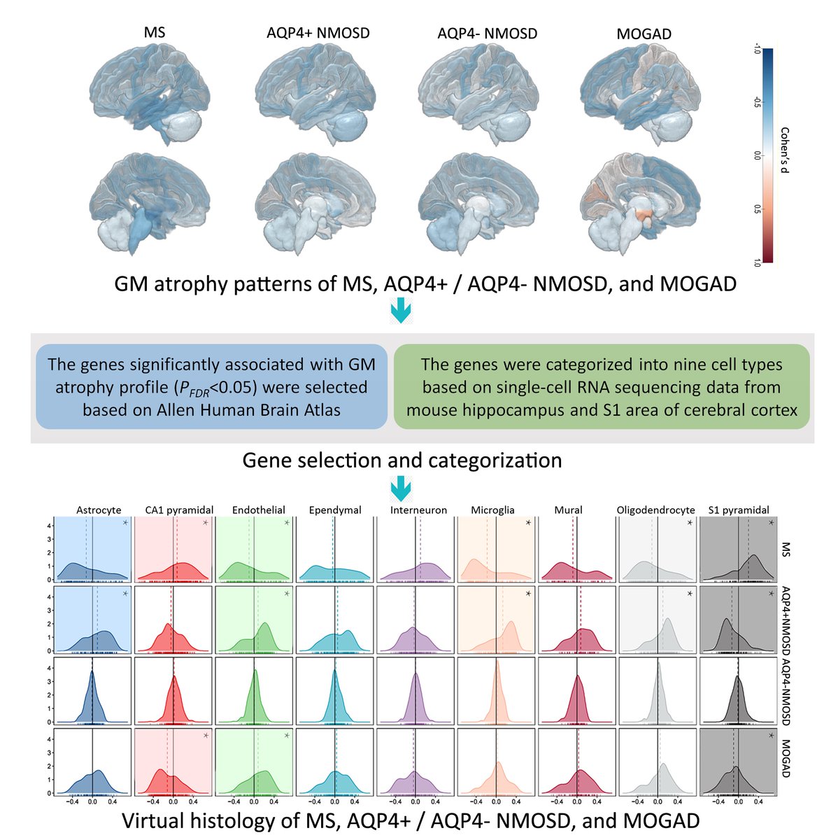 Sun et al. use a virtual histology approach to assess the pathophysiological basis of interregional differences in grey matter atrophy patterns in patients with multiple sclerosis, AQP4+ and AQP4- subtypes of NMOSD, and MOGAD. tinyurl.com/y324cv8m