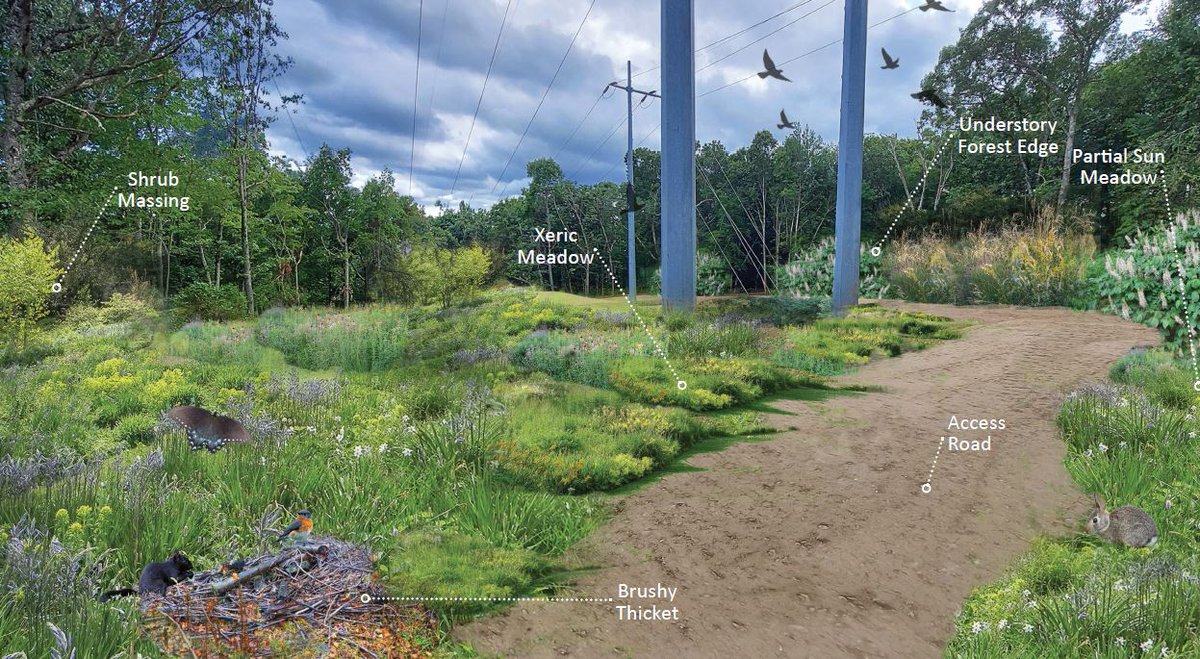 Rhode Island Energy and @RIAudubon are teaming up to transform two pieces of land within our transmission corridors into wild pollinator habitats. Read more about the project and view more before and after renderings on our blog: spr.ly/6019jUTof