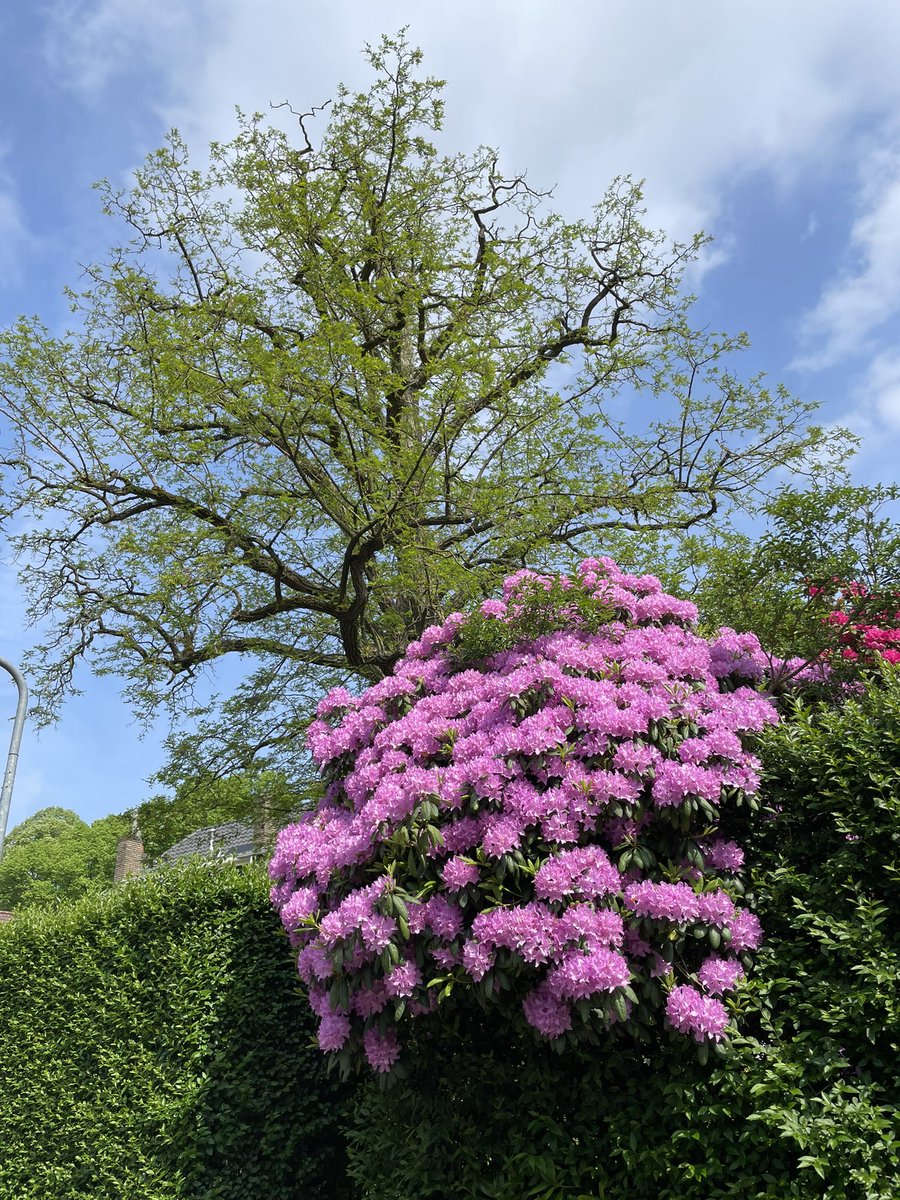 #dtv #durftevragen Is het geen ‘plaatje’? Een rododendron in volle bloei.
