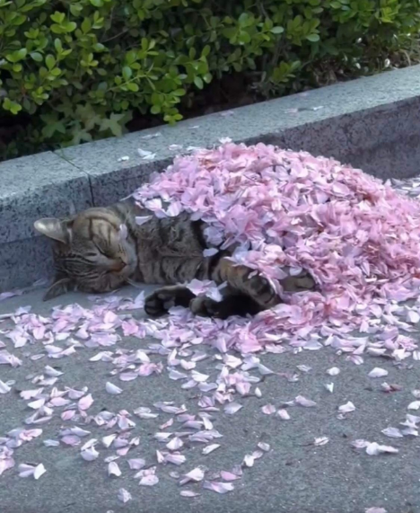 DontShowYourCat's tweet photo. cherry blossoms https://t.co/wFLXTD1avt