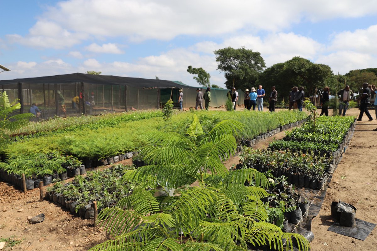 🌳 The Chitindiva Nursery, backed by GEF6 & Forestry Commission, uses solar boreholes to grow 200,000 seedlings/year for reforestation in the Mid to Lower Zambezi Region! 🌱☀️ #SDGs @TheGef @GEF_SGP
