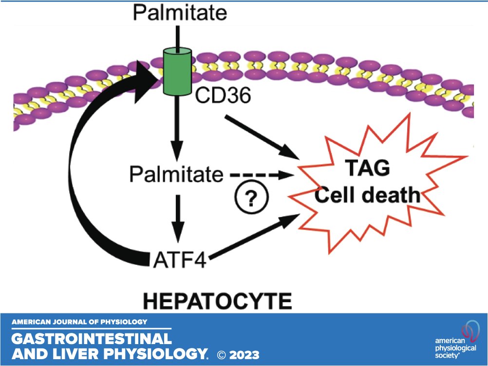 🎉Happy Friday! For your weekend reading🔓 'ATF4-mediated #CD36 upregulation contributes to #palmitate-induced #lipotoxicity in hepatocytes' by Alexandra Griffiths et al.

ow.ly/qOoe50RhzJ7

#SuggestedRead #ajpgi #GITwitter
