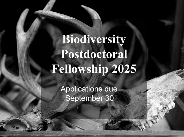Applications for the 2025 Biodiversity Postdoctoral Fellowship are now open. Applications are due on September 30 and are open to those pursuing the discovery and formal taxonomic description of Earth’s animal species. bit.ly/3ygxDHO
