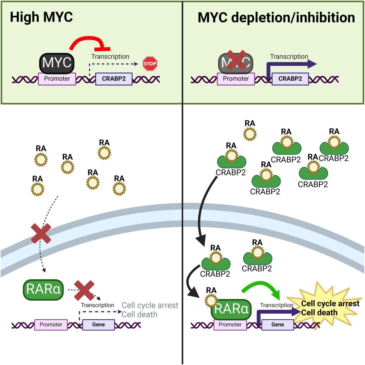 🎉 Exciting research alert! 🎉 The Godbout Lab show that retinoic acid treatment improves trastuzumab responsiveness in MYC-low HER2 enriched breast cancers potentially improving trastuzumab treatment outcomes. #BreastCancerResearch #HER2 #OpenAcess buff.ly/3ycPPC4