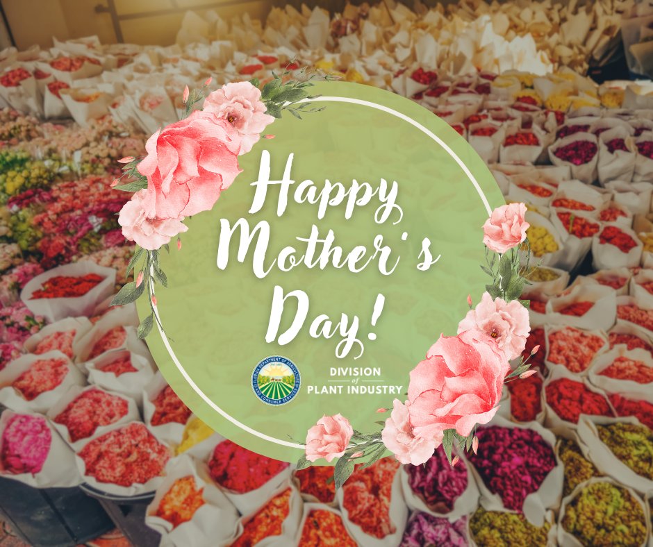 #DYK 90% of imported 🌷 cut flower shipments go through Miami – a crucial point for the introduction of invasives into the 🇺🇸? Beyond ensuring that every #MothersDay🌹 bouquet is pest-free, the early 🔎 detection of 🐜pests & 🌿diseases is crucial to protecting our biosecurity!