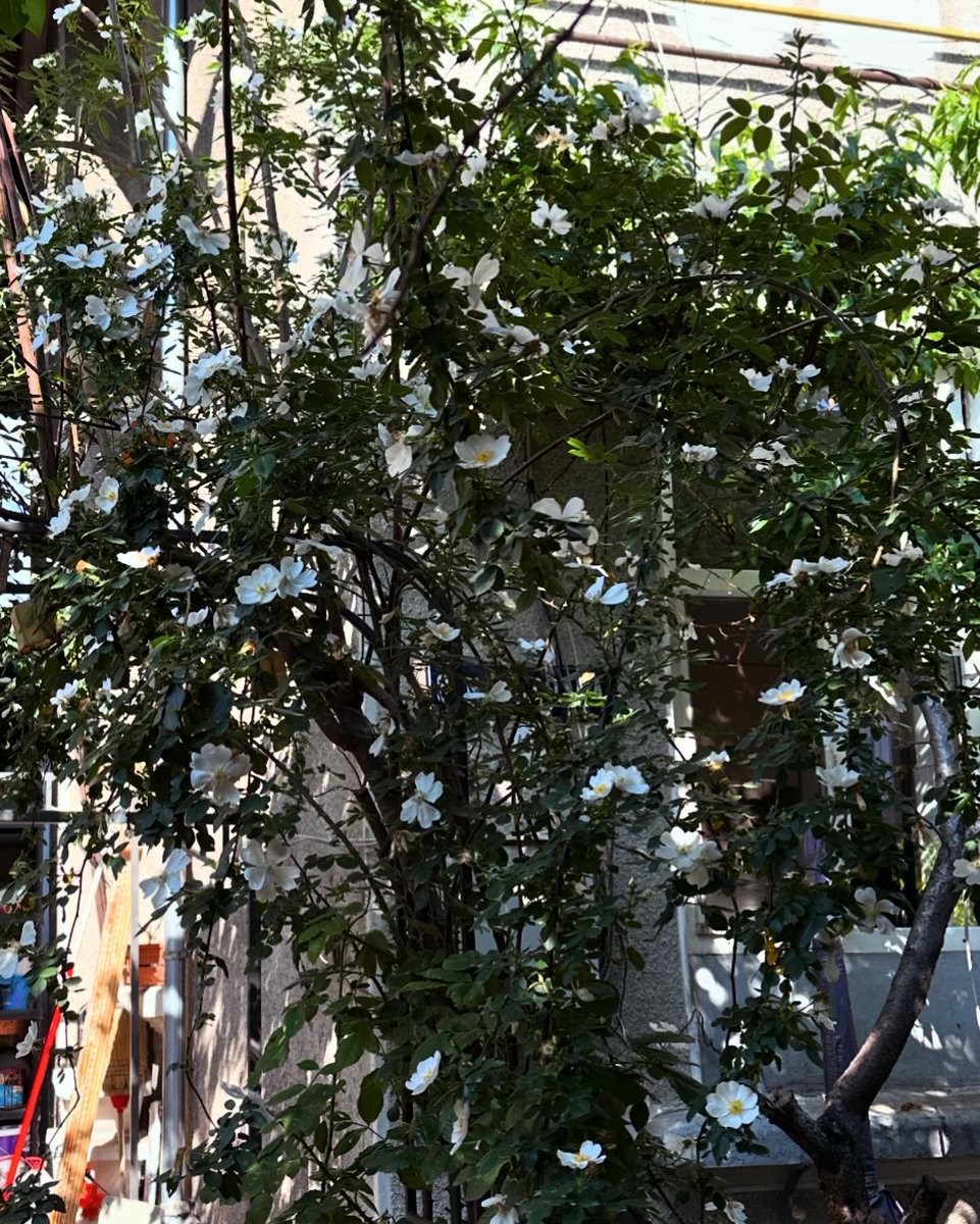 My Bucharest urban garden sprinkled with rose petals. #urbangarden #bucharest #balkans #southeasteurope #casedeepoca #valentinmandache