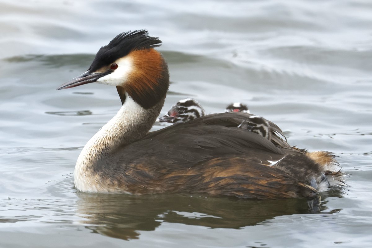 Photo of the week 📸 Meet the Great Crested Grebe! With its striking plumage and iconic courtship dance, this waterbird is a highlight of any visit to wetlands across the North East. Better still, their chicks look like humbugs! Thanks to Ron Vipond for sharing #Birdwatching