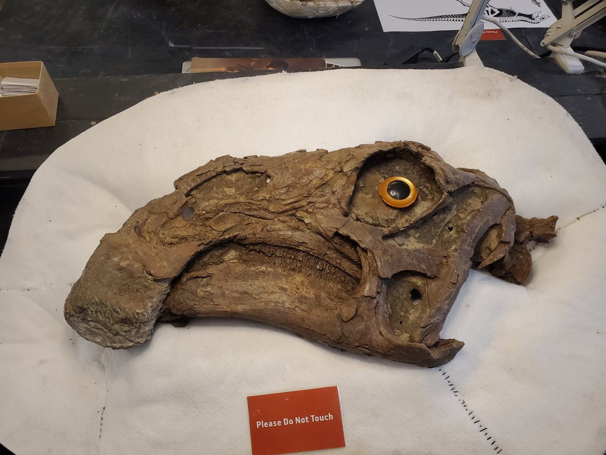 Happy #FossilFriday, check out this skull from a juvenile Gryposaurus! These hadrosaurs called North America their home roughly 75 million years ago, and this particular individual would have enjoyed the lush jungle that makes up the Kaiparowits Formation. (1/2) #paleontology