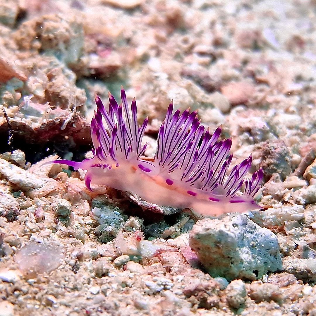 📷 @dutch_divers +  @travelox.asia -- thanks for sharing! 

#KapalaiIsland #scuba #scubadiving #scubadiver #scubadivingmag #scubagear #scubapro  #scubaphoto #scubadivinglife #scubadive #snorkel #sealifecameras #mysealifecamera #micro3 #seadragon #SportDiver