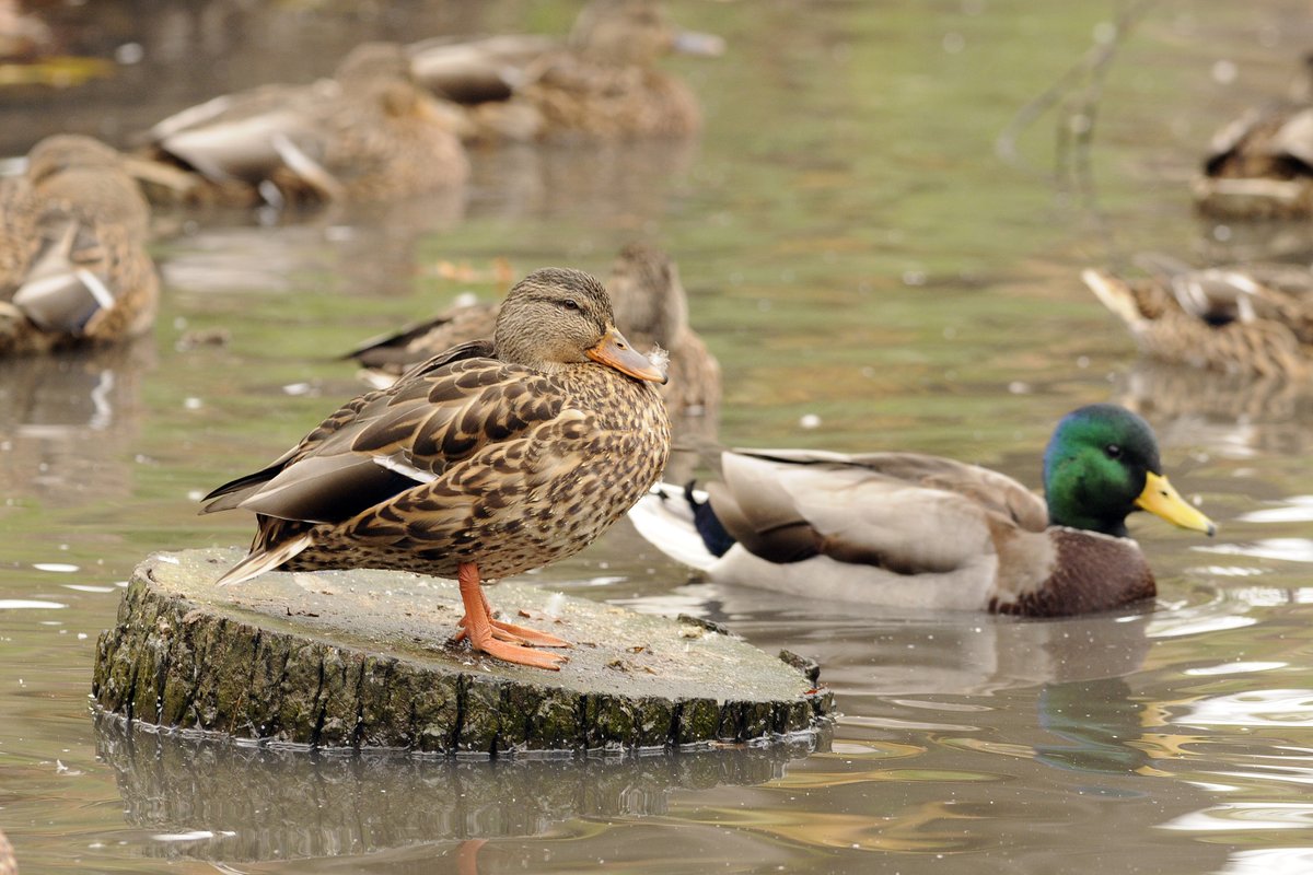 Ducks Unlimited CAN tweet media