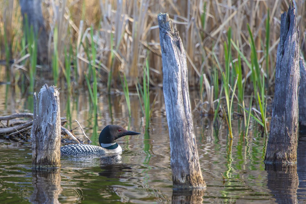 Ducks Unlimited CAN (@ducanada) on Twitter photo Tomorrow is #WorldMigratoryBirdDay! Join us in celebrating by getting outdoors and enjoying some birdwatching. 🦆
Contribute to #CommunityScience and snap a photo of the birds you see, then add them to the #DUCMigrationTracker project on <a href="/inaturalist/">iNaturalist</a> 👉 loom.ly/VAdQQVE Tomorrow is #WorldMigratoryBirdDay! Join us in celebrating by getting outdoors and enjoying some birdwatching. 🦆
Contribute to #CommunityScience and snap a photo of the birds you see, then add them to the #DUCMigrationTracker project on <a href="/inaturalist/">iNaturalist</a> 👉 loom.ly/VAdQQVE
