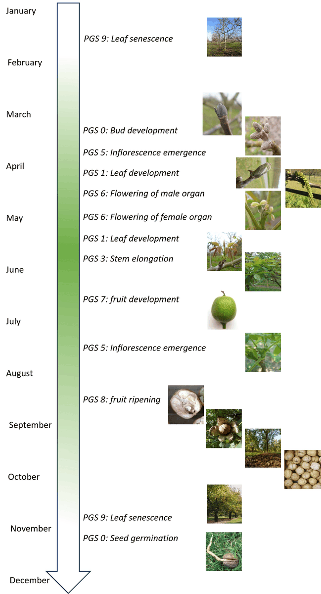 Horticulturae MDPI tweet media
