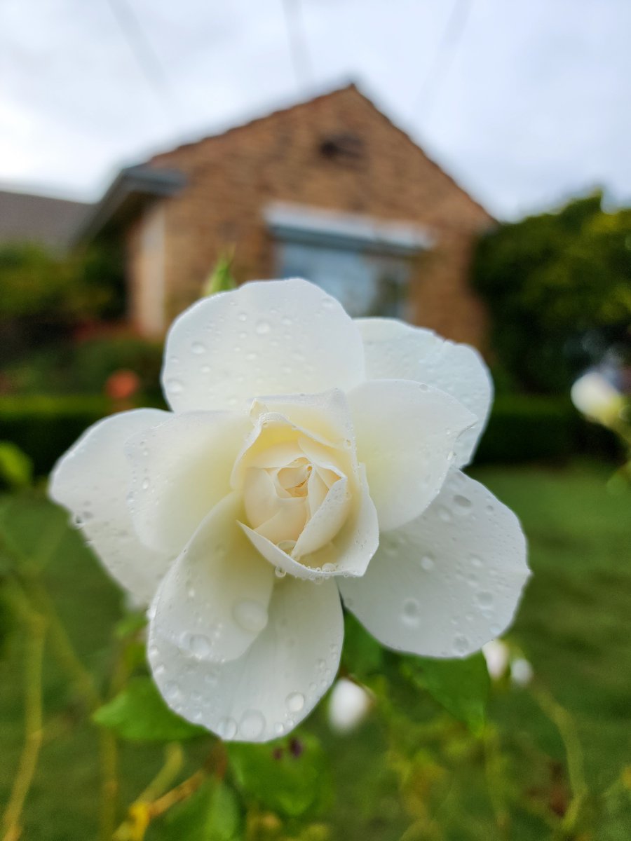 #GardenRoses #FlowerPhotography Rose with dewdrops on a foggy Autumn Friday flickr.com/photos/avlxyz/… Photo © Alpha at Flickr, Melbourne, Australia, May 10, 2024 #GardeningTwitter #GardeningX