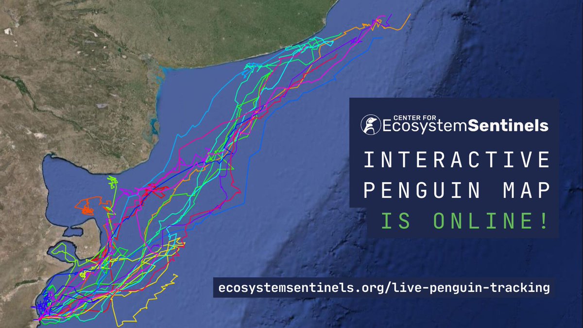 Our live 🐧 tracking map is up! Thanks to the generous funding by Zoo Augsburg, researchers traveled to Punta Tombo last month and tagged 20 penguins. Why? So we can find out where they might come into conflict with shipping or pollution while migrating: buff.ly/3yneIeb