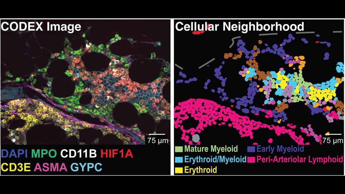 Human BioMolecular Atlas Program (HuBMAP) tweet media