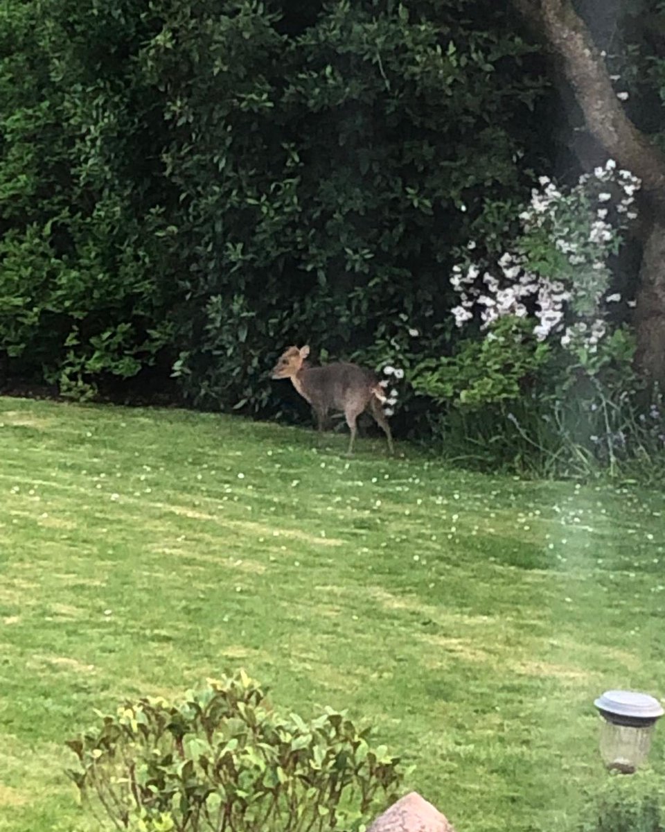 How cute is this Muntjac ❤️