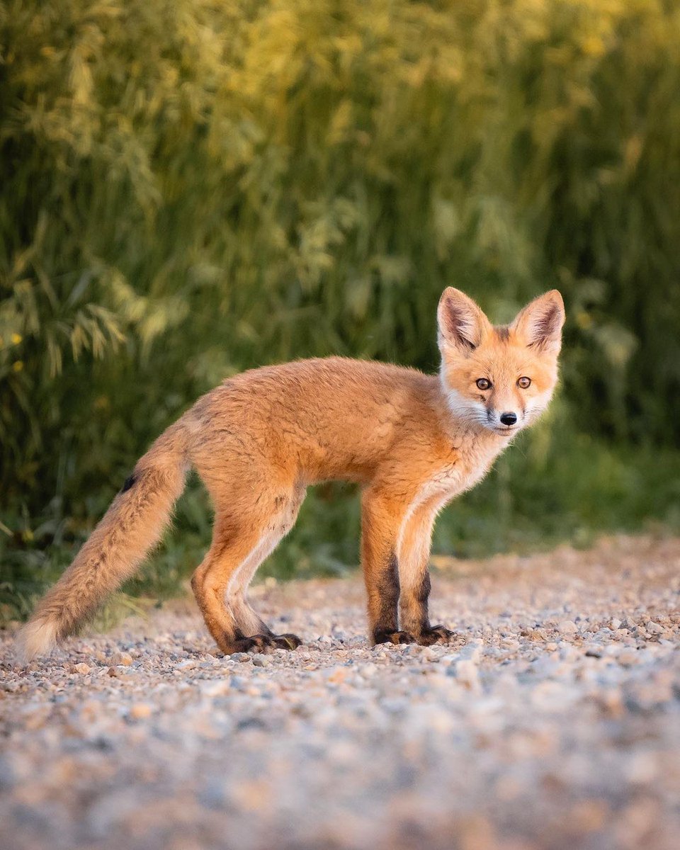 #DYK: red foxes are one of Canada’s most widespread mammals, found in all provinces and territories. They are comfortable in many habitats, including forests, grasslands, mountains and even deserts.🦊 📷: herry.with.an.e /IG #sharecangeo #wildlife #redfox