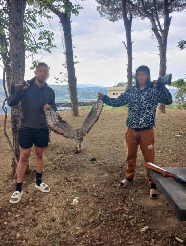 ⚠️ Two young men were seen proudly posing with a freshly shot #HoneyBuzzard in #Lebanon. The image has been traced & the suspects identified, and the shooter admitted to the offence. A pump-action shotgun was confiscated, and they were fined equal to several hundred dollars.