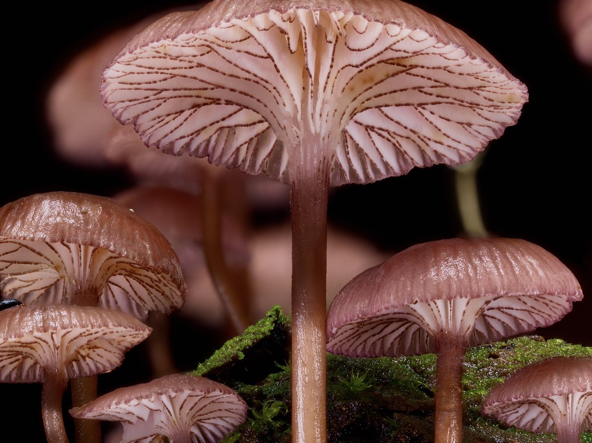 In #Australia, cajqld saw these Mycena kurramulla #mushrooms and it's our #FungusFriday Observation of the Day!

More details at: inaturalist.org/observations/2…