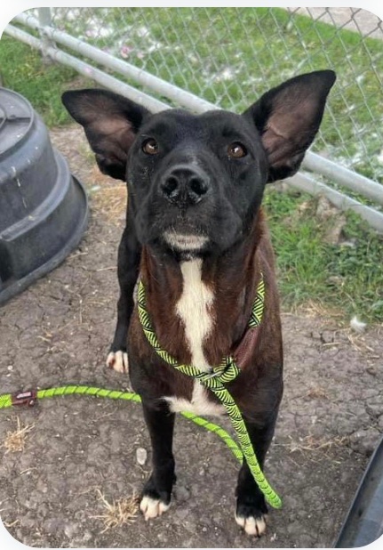 TRACY #A365331 just 3yo yet EVIL STAFF #CorpusChristi Tx have listed her to die 💉on MONDAY 5/13 On intake Tracy was terrified of everything around her! She needs to gain trust! Who can blame her after left to die plz #PLEDGE #RESCUE #FOSTER or go get her #ADOPT to res TRACY 👇