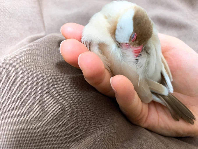 写真整理したら出てきたふわふわ文鳥〜!かわい〜〜!!! 写真も動画も沢山あるから見返せるの嬉しい〜〜!!ずっとかわいい〜〜!!!