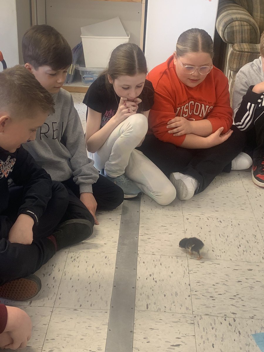 Eggciting day…. Our chicks have hatched.