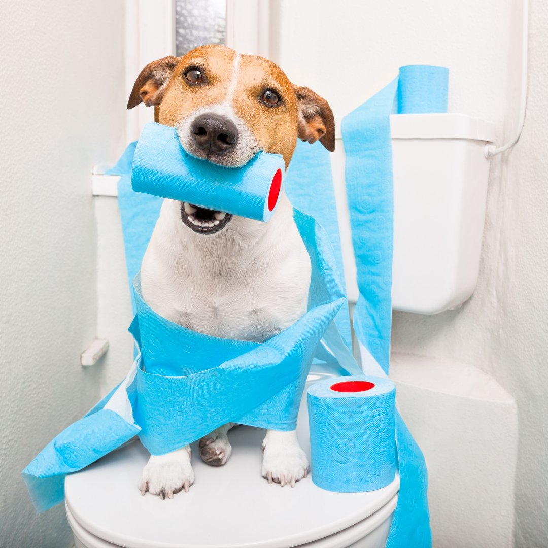 If only dogs could learn to use the restroom instead of just snacking on toilet paper! Even if they won’t sit on the toilet, you can actually flush your pup’s 💩 so it’s properly treated at a wastewater treatment plant. Just don’t include the bag! #ScoopThePoopPHL @PhillyH2O