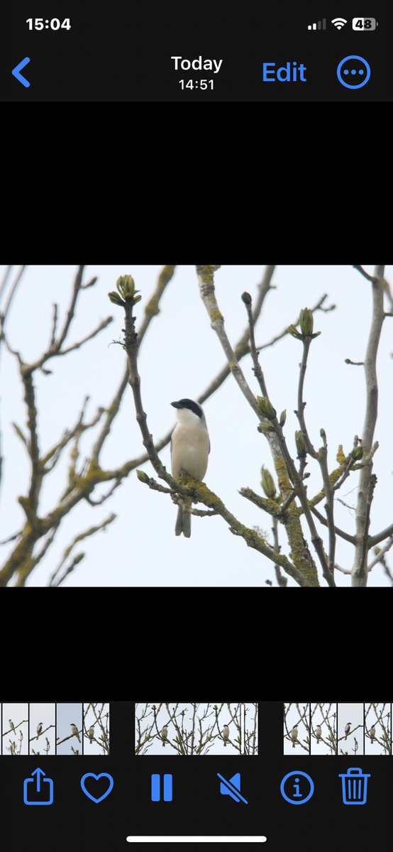 Well it’s all happening locally - now a very welcome first for Herts - Lesser Grey Shrike nr Lilley @hertsbirds #hertsbirds