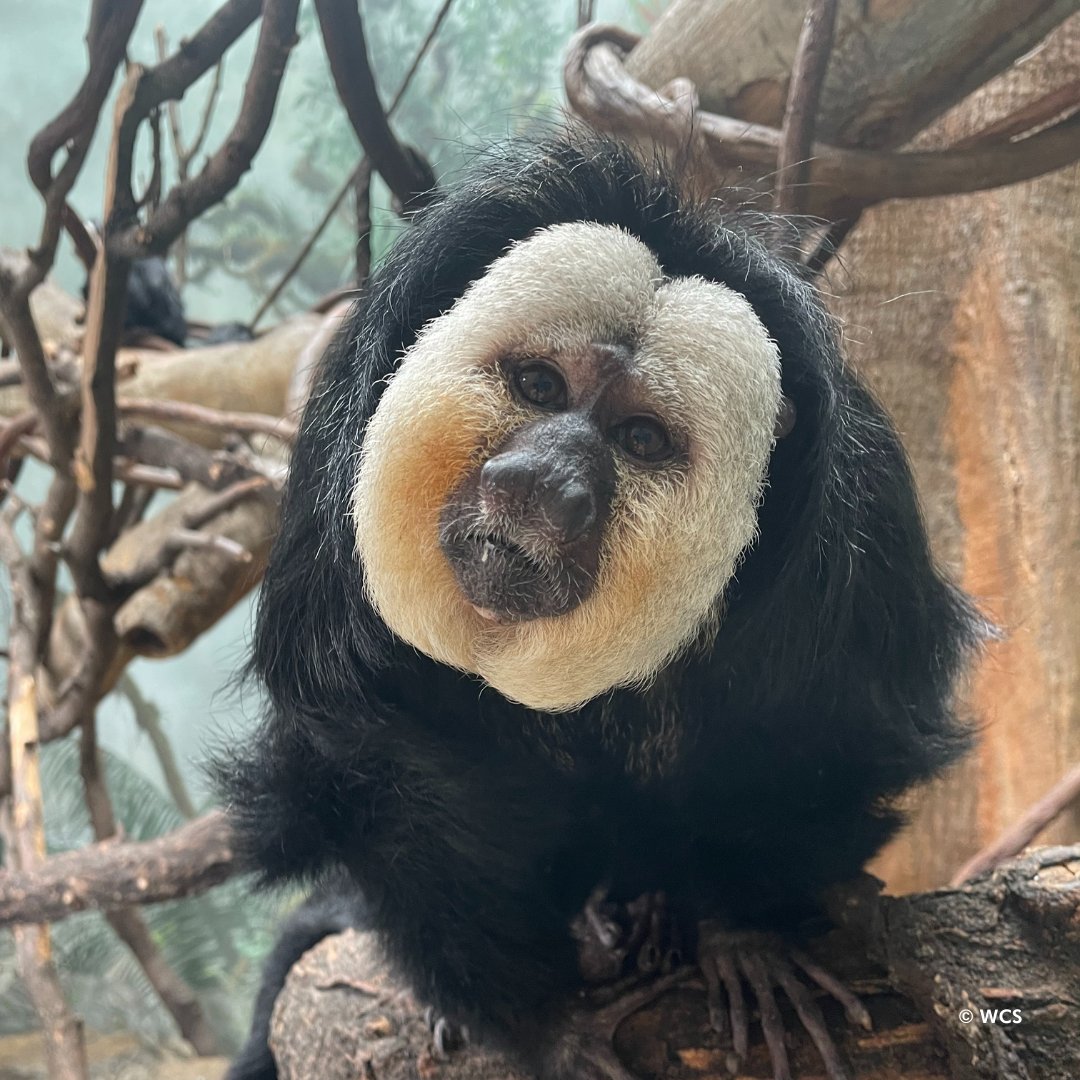 Meet Dumbledore, one of our male saki monkeys. White-faced saki monkeys feed primarily on fruits, flowers, seeds, and insects. They are sometimes nicknamed “flying monkeys” because of their ability to leap from tree to tree in search of food. You can see him in the Tropic Zone.