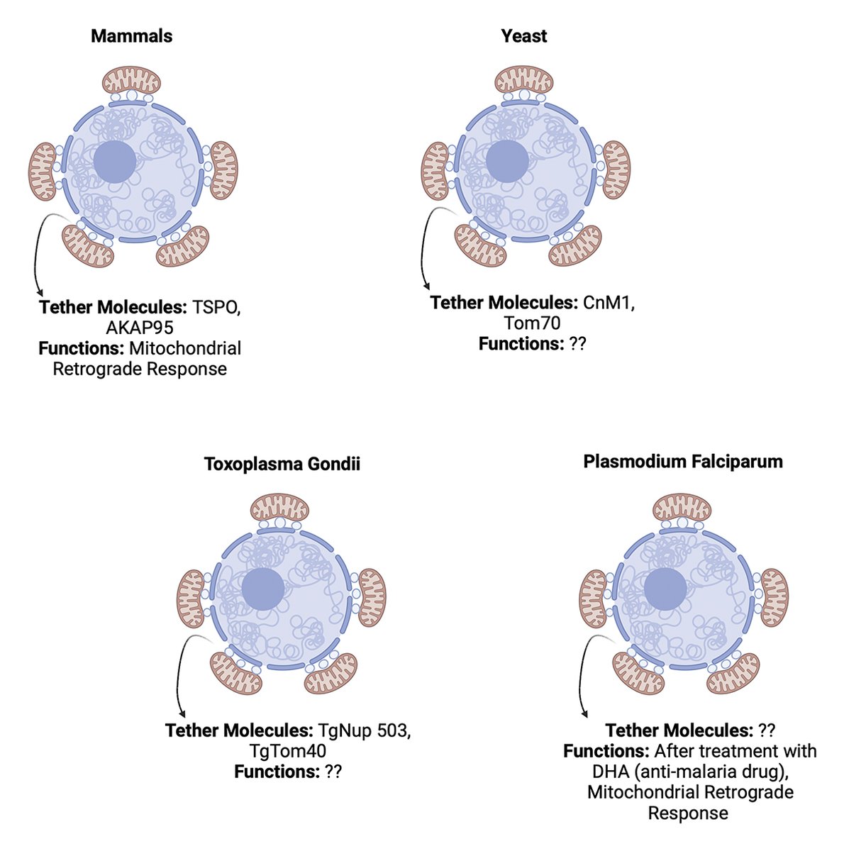 In this Viewpoint, Campanella and Kannan @QMUL discuss the contacts between #mitochondria and nucleus in mammalian cells, yeast, #Plasmodium falciparum, and #Toxoplasma gondii, highlighting recent work by @sheinerlab (hubs.la/Q02wNNZc0): hubs.la/Q02wNL-R0