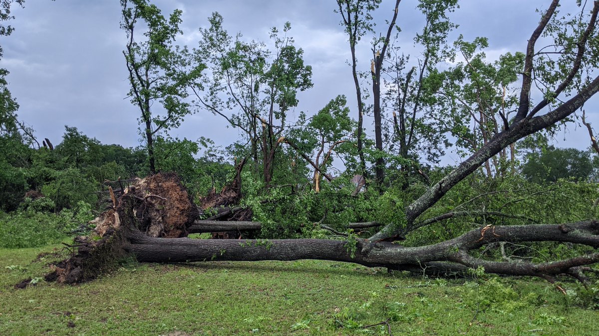 Chernobyldogg's tweet photo. @NWSTallahassee Pepper Dr. near Lake Bradford Rd. There were some decent grass signatures around for a storm report. Major tree damage looked like it cut across the railroad track near the end of Elberta Dr going E NE across Pepper https://t.co/Oj8514sWbG