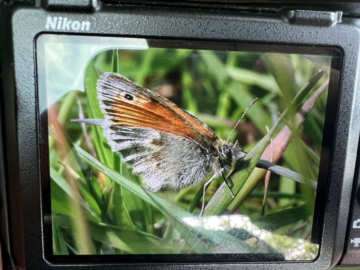 ❌ No sign of the Nightingale at Watermead b/w 13.30 & 14.30, but 4 LESSER WHITETHROATS singing & a fairly early SMALL HEATH on the wing - a single last yr being the only record of this sp. in my time here…

#bucksbirdnews #birdwatching #butterflies @CHILTERNSNATURE @bucksalert