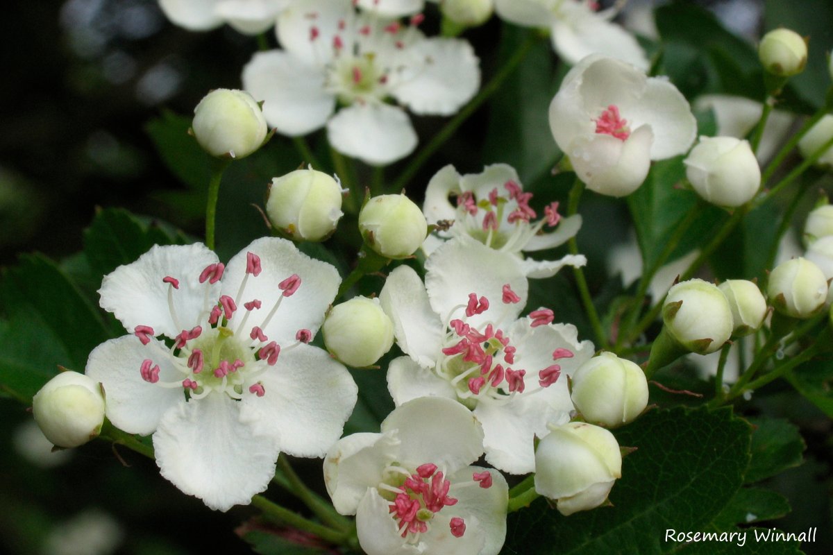 Hawthorn is hailed as May-tree for a reason! At this time of year, hedgerows burst to life with creamy white blossom. This thorny shrub supports a whole host of wildlife, including hawthorn shieldbugs, wood mice and slow-worms 🐍