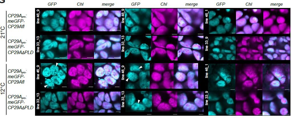 A prion-like domain is required for phase separation and chloroplast RNA processing during cold acclimation in Arabidopsis (Julia Legen, Benjamin Lenzen, Nitin Kachariya, Stephanie Feltgen, Yang Gao, Simon Mergenthal, et. al.) buff.ly/3UE1L7c @ASPB #PlantSci