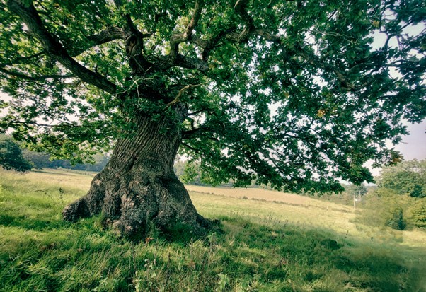 Join us for an evening stroll admiring the ancient woodlands of Sneed Park, as part of @briswalkfest!🚶 Alongside @boysinbristol photography, we'll explore the parks ancient trees, learn how to identify them and how to best capture them.📸 Sign up: eventbrite.co.uk/e/ancient-tree…