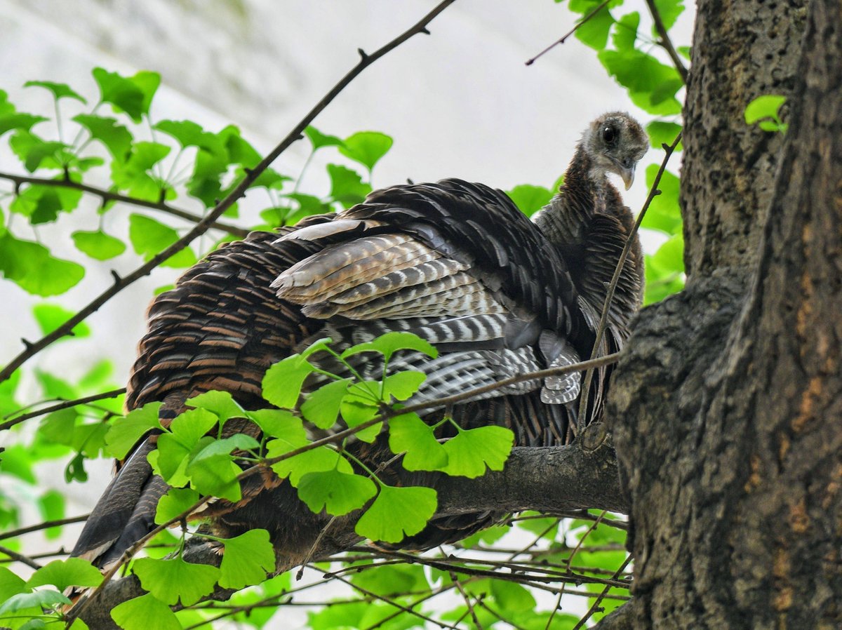 This was Astoria the Wild Turkey taking refuge in a Park Avenue tree Thursday evening after a clumsy and unsuccessful capture attempt left her batted by the metal rim of a net and missing a tail feather earlier in the afternoon. She seemed shaken but all right. 🦃 ❤️