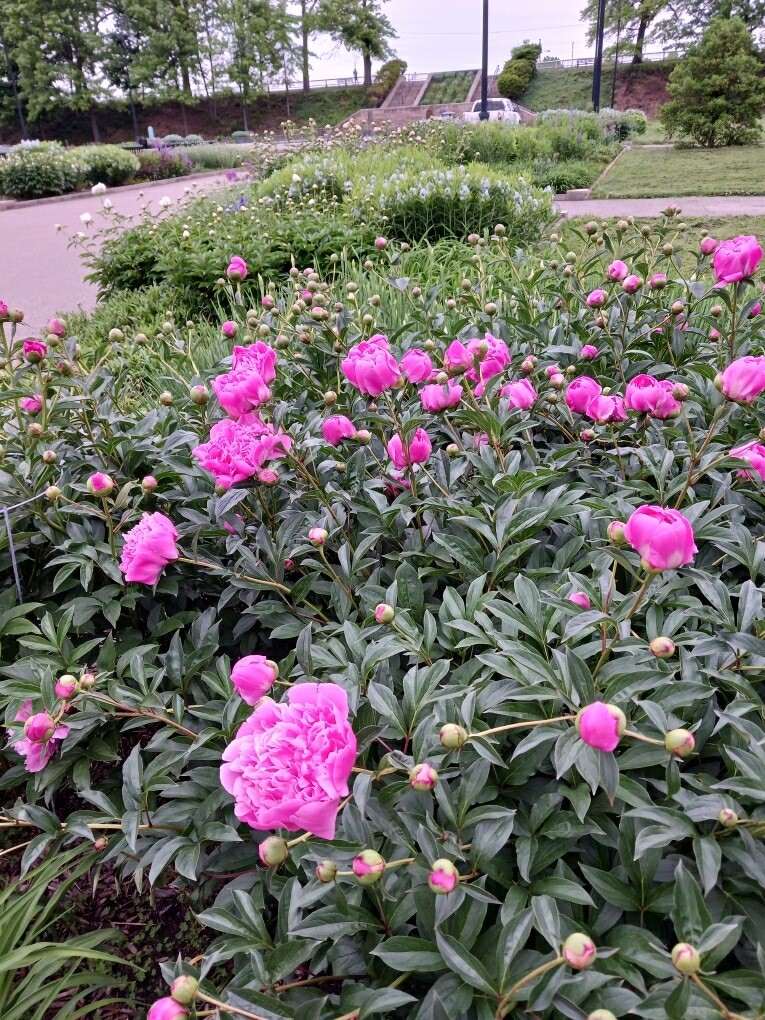 🌸 Let’s check out what’s in bloom in the Highland Park Entry Garden! Horticulturist, Angela captured these lovely photos of peonies, amsonia, salvia, and yarrow.
