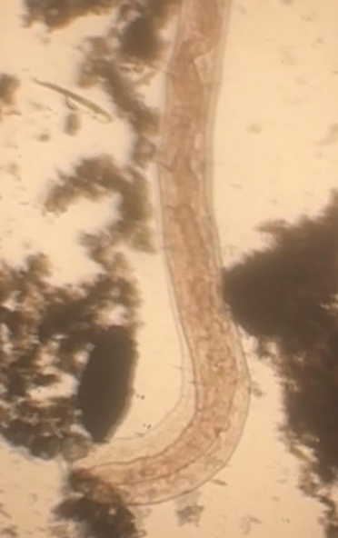 GlatzScience's tweet photo. Its #FunDayFriday!  We went on a microscopic safari today identifying organisms from pond, swamp and creek water.  The microscopic world is AMAZING!  GO COMETS!! https://t.co/cHuuQBzs4N
