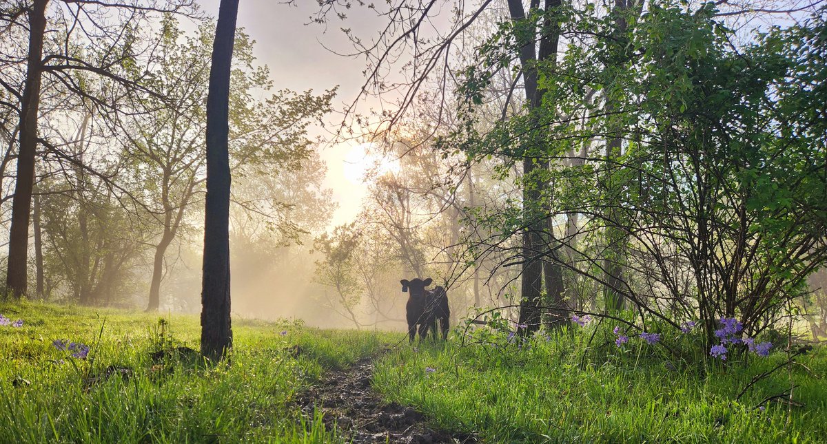 Early morning pasture checks rarely disappoint.