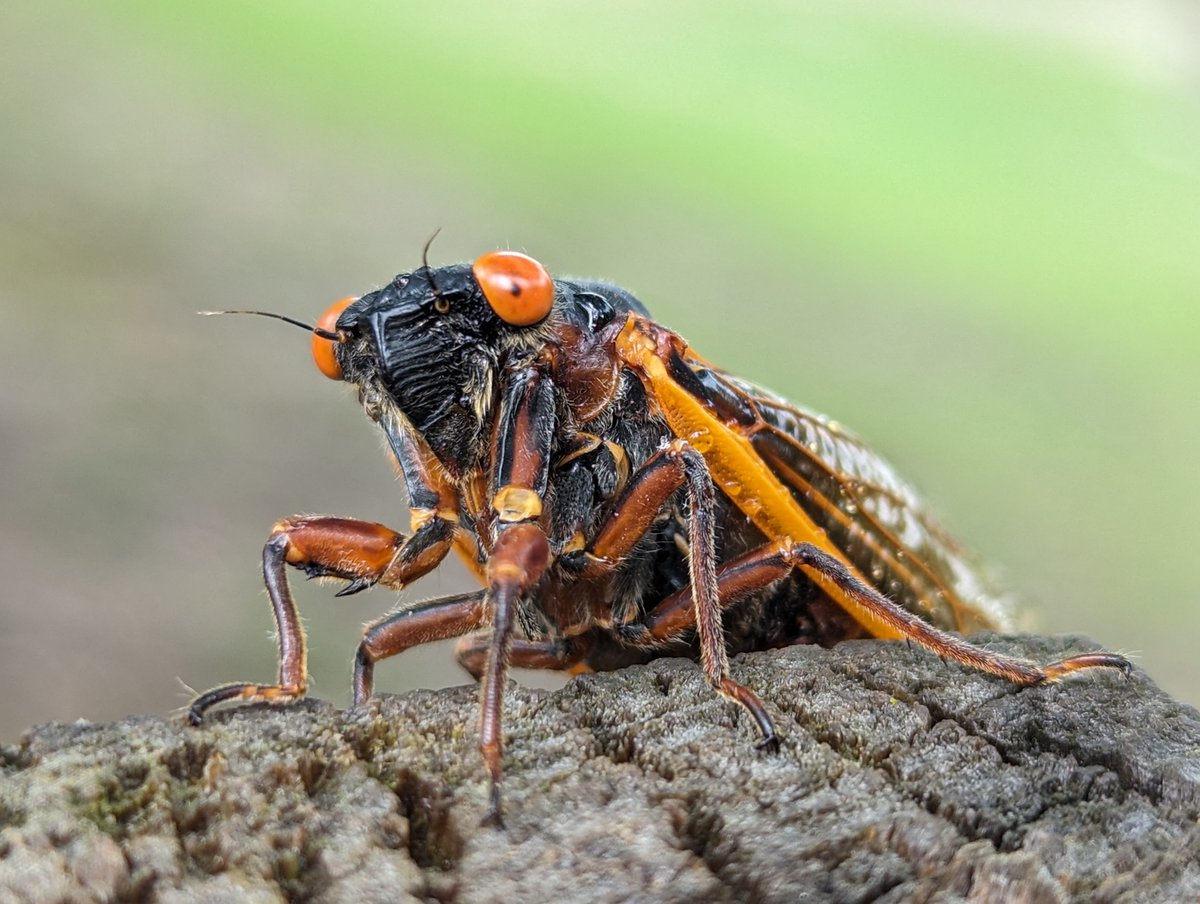 Cicada portrait from our hike