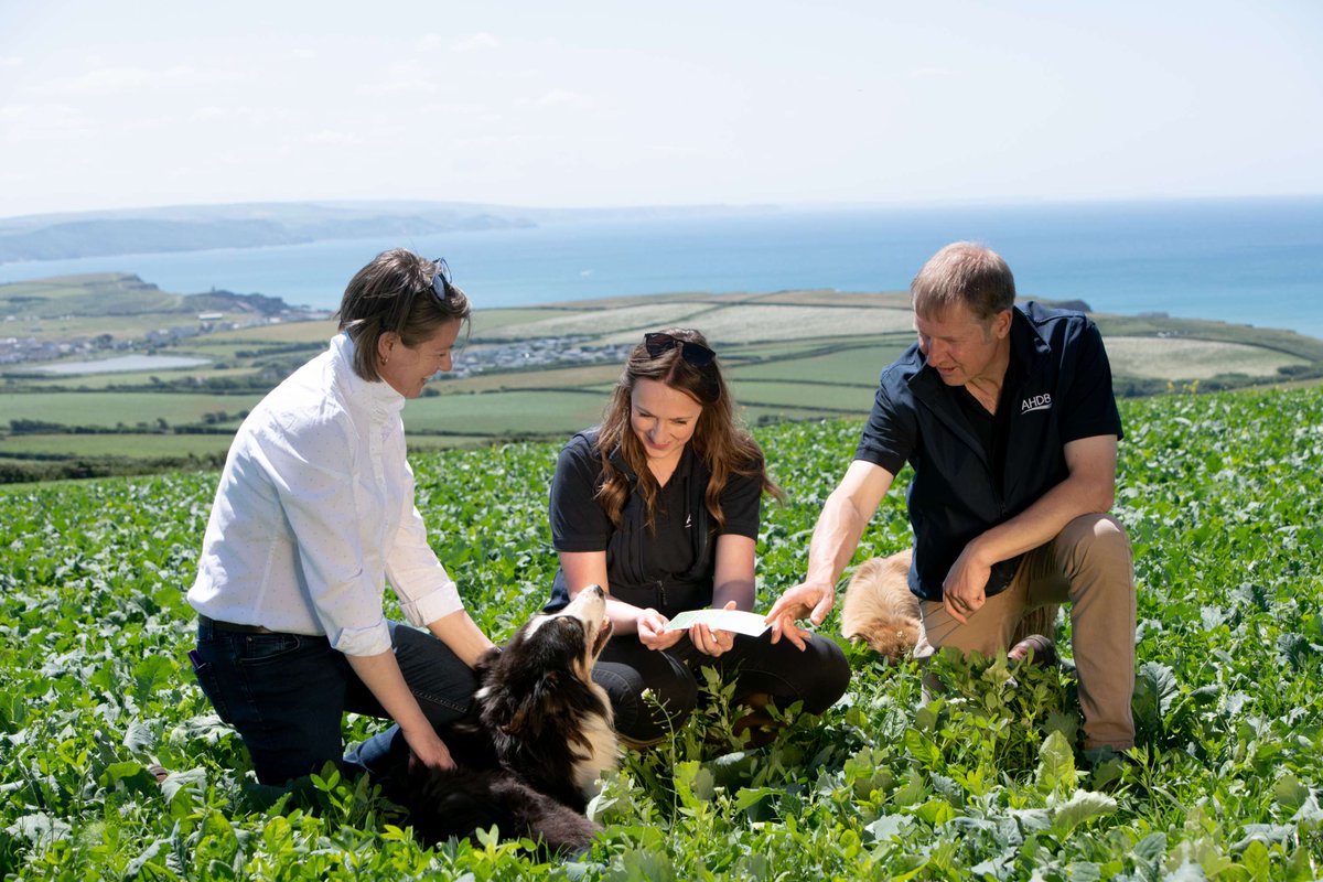 ❗JOB VACANCY❗ We have a vacancy in the South West to join our Beef & Lamb engagement team, get your applications in before Monday 👉ow.ly/WCPA50RBRLW Please share with your networks.