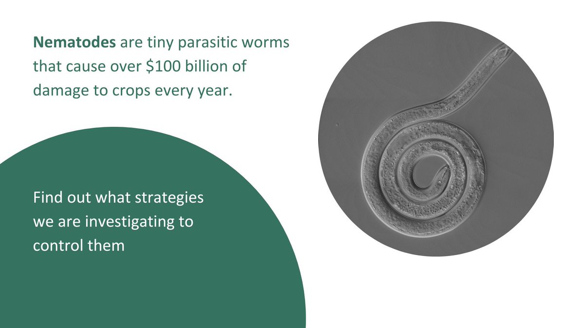🪱The burrowing #nematode is considered to be among the top 10 most damaging plant-parasitic nematodes in the world. Find out what strategies we are investigating to control it 🌾cropsciencecentre.org/news/new-resea…… #PlantHealthDay #PlantHealthWeekCam