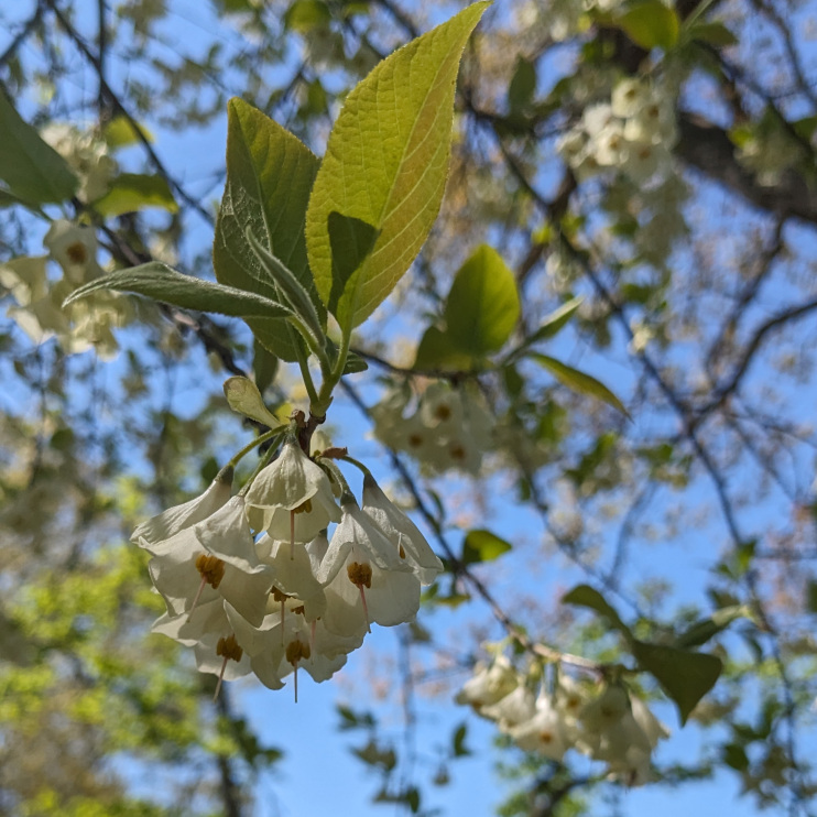 The Common Silverbells are now on full display. Come learn more about what's flowering in Roger Williams Park tomorrow, 5/11, during our monthly Plant Walk. The walk begins at 10AM @rwpmuseum. Hope to see you there. #plants #spring #rwp #rogerwilliamspark  #providence