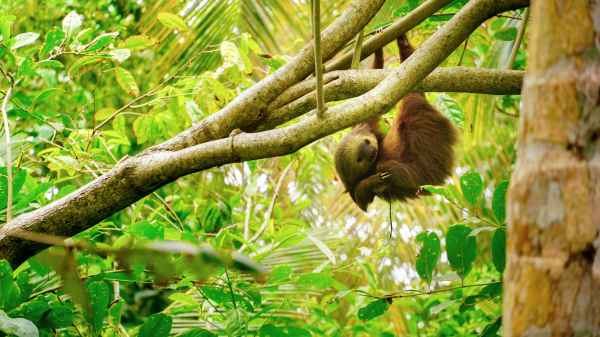 The Wonders of Costa Rica - inspires.to/experiences/th… Experience beauty, flavor and Pura Vida! The famously pacifist nation (it abolished its military in 1948) is known for being one of the most biodiverse places in the world. #CostaRica #PuraVida