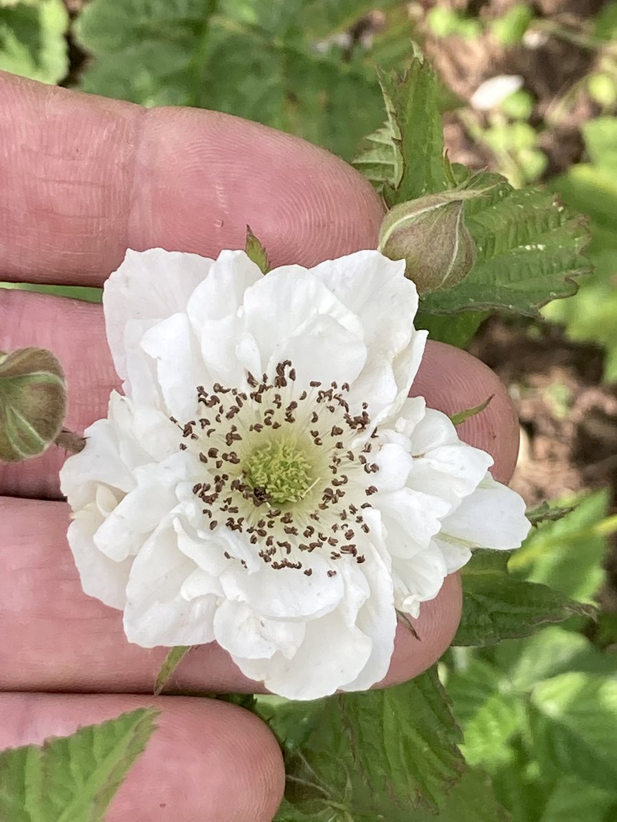 Huge Rubus flower from one of my own crosses