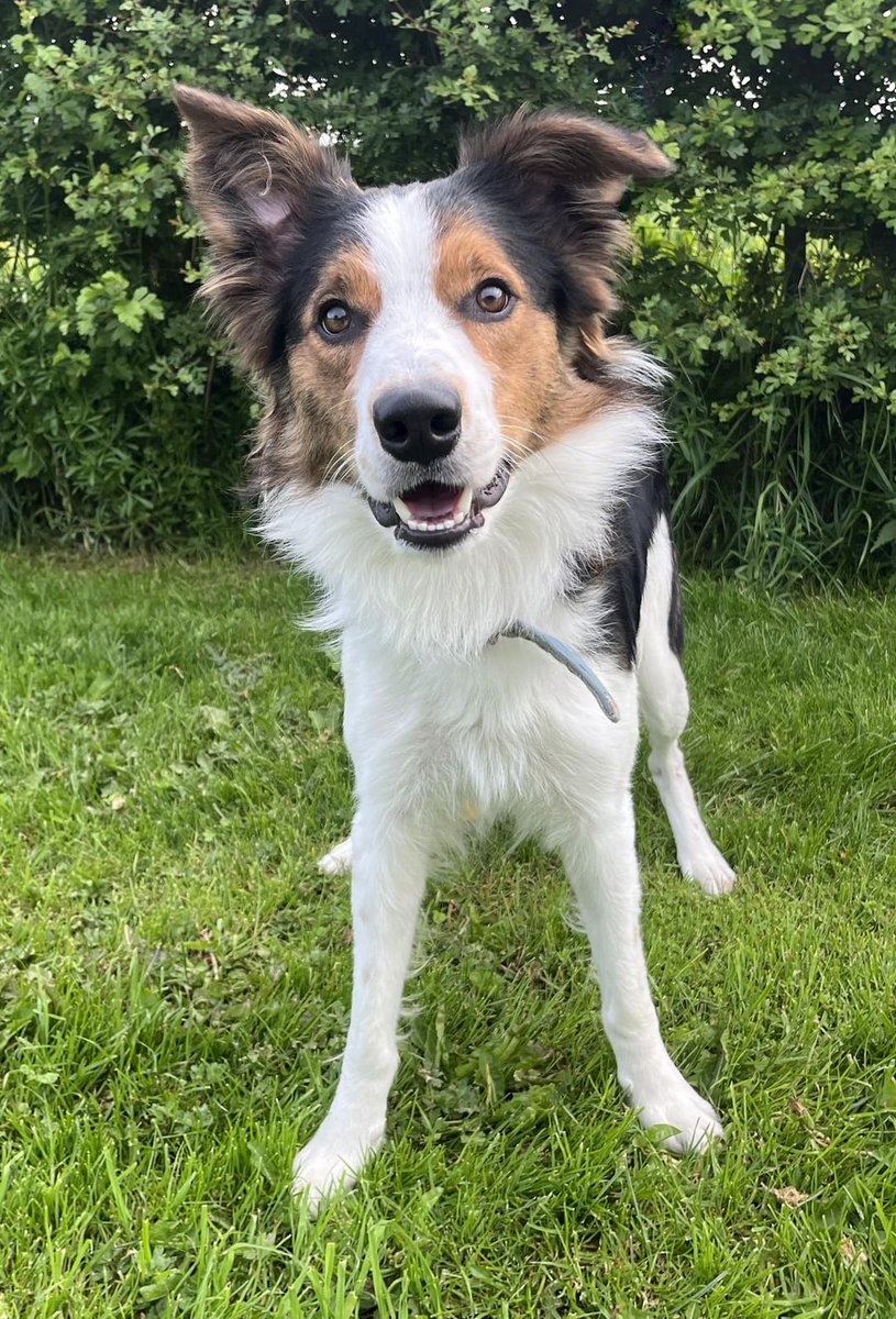 AdoptionsUk's tweet photo. Please retweet, plea for information about Dilly, abandoned #HEREFORD #HEREFORDSHIRE #UK 
Dilly’ was found straying a week ago near to the #Callow-A49 in Herefordshire.
We really thought that his rightful, caring owner was going to claim him as he was in good condition, he’s very young, very clean and found with a red collar on & a plastic hand written tag with the name ‘WILLY’ on one side and ‘IM EPILEPTIC’ on the other side.
After a week we can only assume that poor Dilly was intentionally left to stray, the tag was brand new so perhaps his owner cared enough to make sure whoever found him was aware that he suffers from seizures, surely a contact phone number would have also been a priority for a dog who has epilepsy to ensure their safe return asap? Especially as he was NOT MICROCHIPPED.
So far, Dilly has shown absolutely no sign of experiencing seizures, or any after effects of seizures.
We are asking any previous owner/carer of this gorgeous boy to please contact us, anonymously if they wish.
It would be really helpful to know more about any previous seizures that Dilly has experienced, how regularly, how long did they last etc..
Was he medicated by a vet elsewhere?
We would imagine that Dilly was most likely taken on with the very best intentions and clearly well cared for, being a scatty young collie perhaps he got a little too much or they couldn’t cope with his seizures.
If by a miracle - we would still absolutely love to find a genuine owner out there who has been desperately searching to find him!
Thankfully Dilly has now calmed after arriving in a frantic and stressed state, it’s no wonder as he had no idea what was happening to him! He’s the sweetest and most loving boy and will be so loyal to his loved ones.
We will begin the search for his forever loving family soon…🏡🐶❤️
Any information can be shared by;
Calling us on 01568 760033 (a voicemail can be left late at night if needed),
Emailing us on hwar.animalrescue@gmail.com or Texting us on 07751549770.
Any information would be hugely appreciated.
Original post on facebook 👇
https://t.co/q6MH0STJmh

#dogs #Collie #Collies #pets #animals #Abergavenny #Worcester #Ledbury #Brecon #HayOnWye #Leominster #AdoptDontShop #Pontrilas #Wormelow #HomeLacey