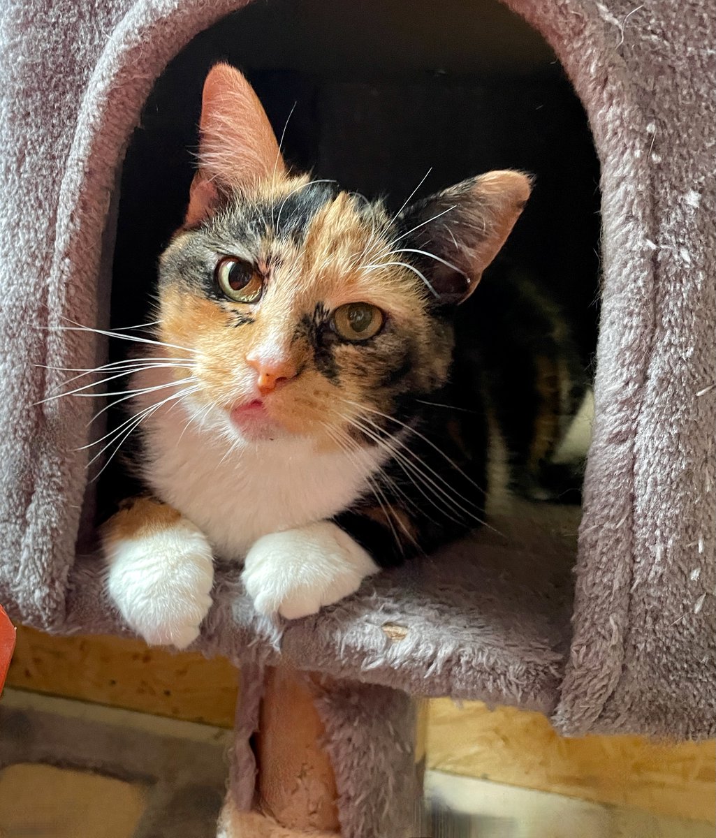 Margo gets sweeter every day & we can tell she's eager for a home. She loves belly rubs, is fine with other cats, & will bond deeply. Let's get her noticed!😻#cats #pets #FridayFeeling #fridaymorning #FridayVibes #friday #va #dc #noVA #virginia #washingtondc #maryland #catlovers