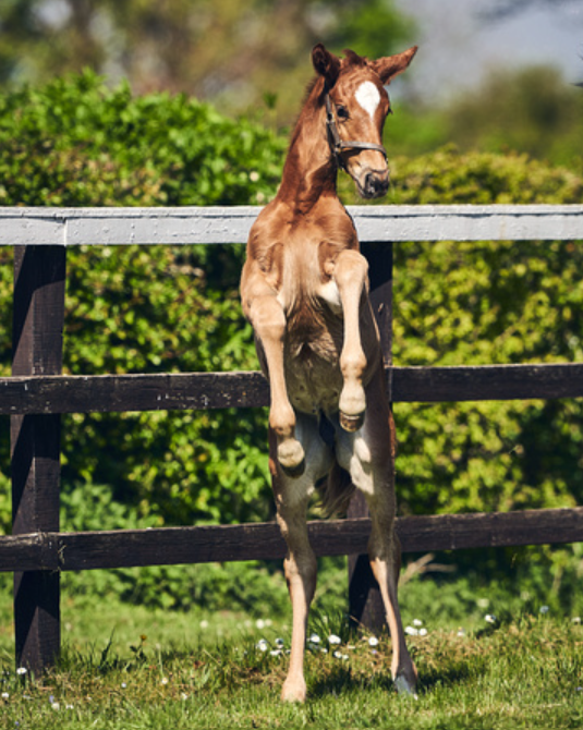 Hooves up for #FoalFriday 🙌 This colt will spend the weekend out in the sunshine with his friends 💚 #NSfoaling #Futurechampions #foalsoftwitter #thoroughbredbreeding #cute #foalingseason24 #rpfoalgallery #hoovesup