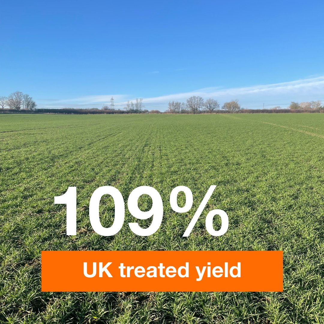 Want to know more about the first hybrid barley from KWS? ⬇️ Currently on the candidate list, INYS was the highest yielding barley in both it’s NL1 and NL2 trialling years.👏 Find out more on our website: ow.ly/qyQO50RbiU8